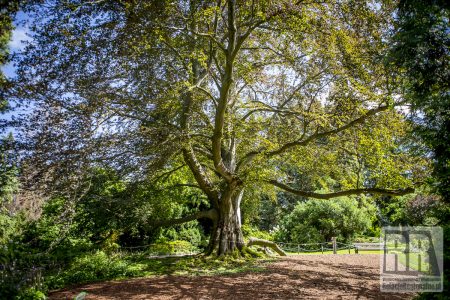 Buk z Arboretum Wojsławice został Europejskim Drzewem Roku