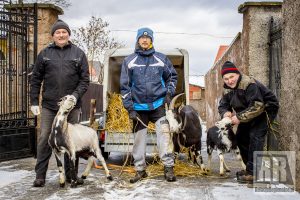 Zwożą zwierzęta do żywej szopki bożonarodzeniowej w Chełmsku Śląskim