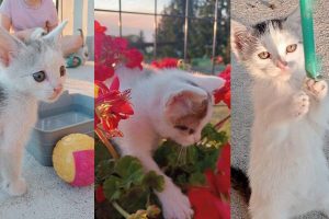 Porzucone kotki do adopcji – już tylko trzy