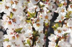 Wiśnia japońska – odmiany, uprawa i pielęgnacja sadzonki wiśni ozdobnej