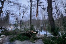 Powalone drzewa na drodze Chełmsko Śląskie-Lubawka